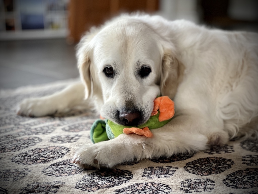 A relaxed golden retriever resting at Paws & Pixels with a favourite toy