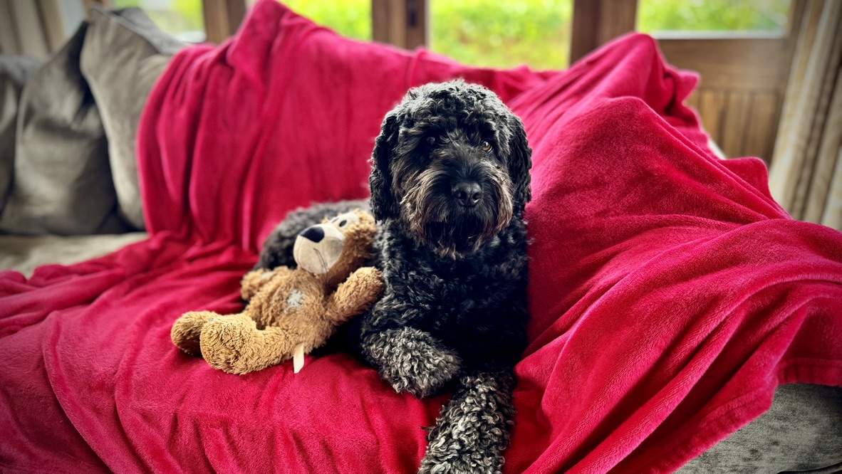 A relaxed dog resting on a sofa at Paws & Pixels