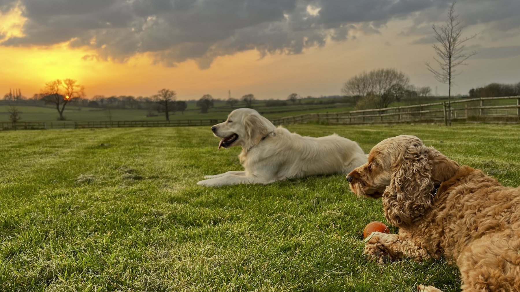 Dogs relaxing in the fields near Paws & Pixels at sunset